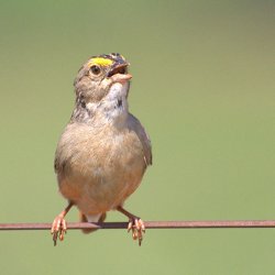 Common Opinion Sparrow meme generator