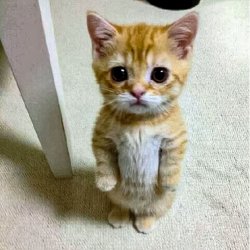 Cute Cat Standing meme generator