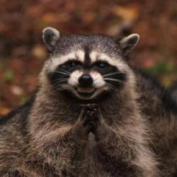 Evil Plotting Raccoon meme generator