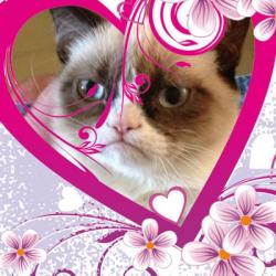 Grumpy cat Valentines Day meme generator