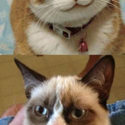 Grumpy Cat vs Happy Cat meme generator