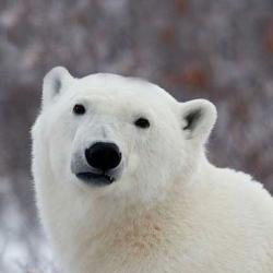 Popular Opinion Polar Bear meme generator