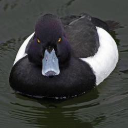 Revenge Duck ( Angry Advice Duck ) meme generator