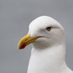 Stuff That Didn't Happen Seagull meme generator