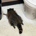 Drunk Raccoon Meme Generator