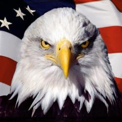 American Pride Eagle meme generator