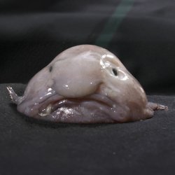 Blobfish meme generator