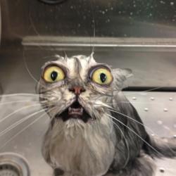 Cat bath meme generator