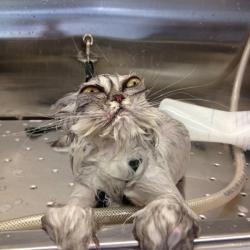 Cat Bath Returns meme generator