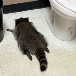Drunk Raccoon meme generator