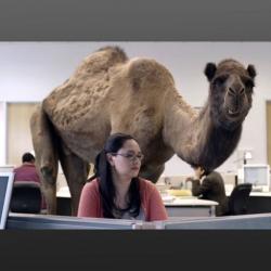 Hump Day Camel meme generator