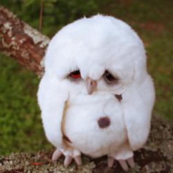 Sad Owl meme generator