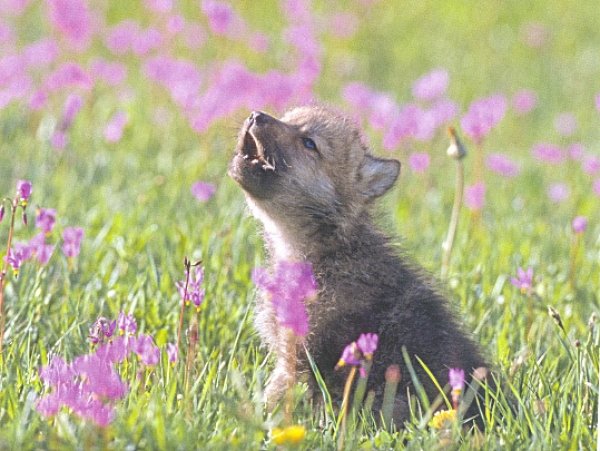 Baby Insanity Wolf