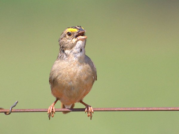 Common Opinion Sparrow