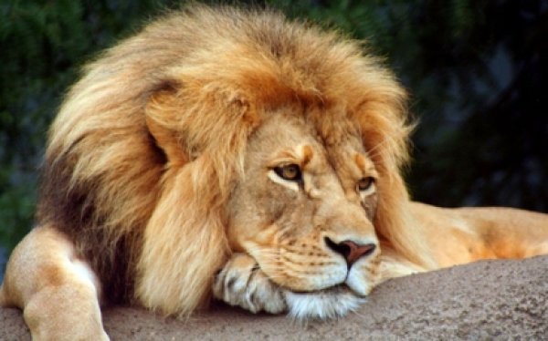 Confession Lion