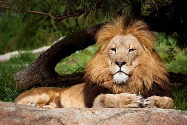 Contemplative Lion