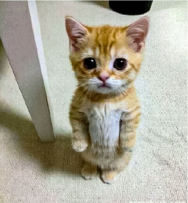 Cute Cat Standing