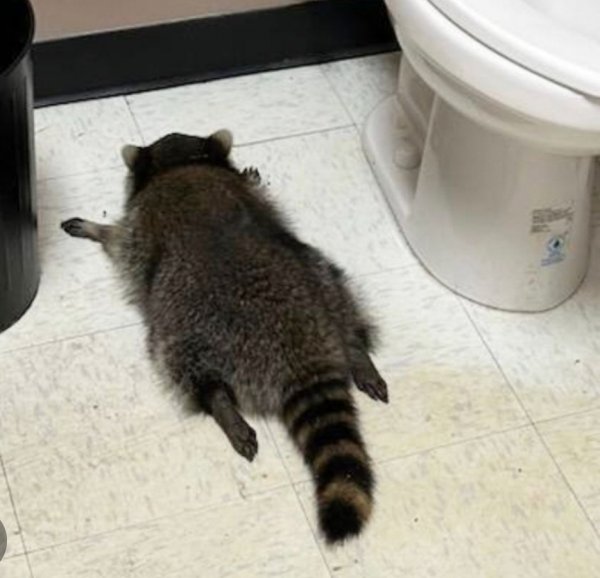 Drunk Raccoon