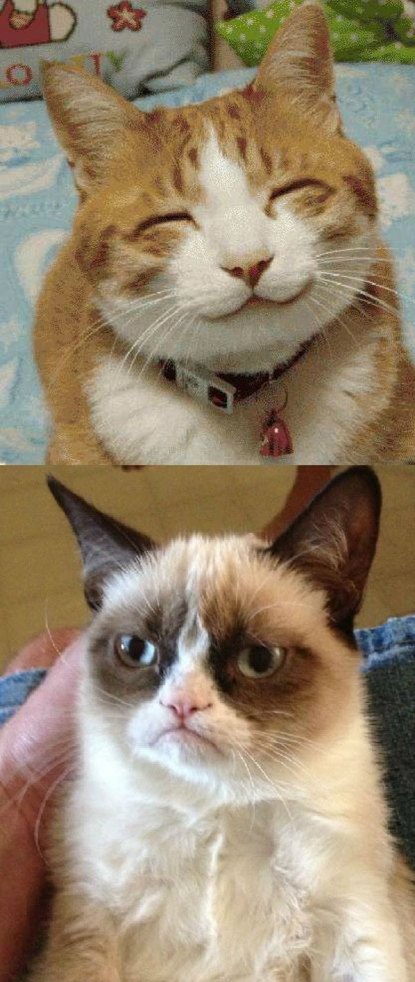 Grumpy Cat vs Happy Cat