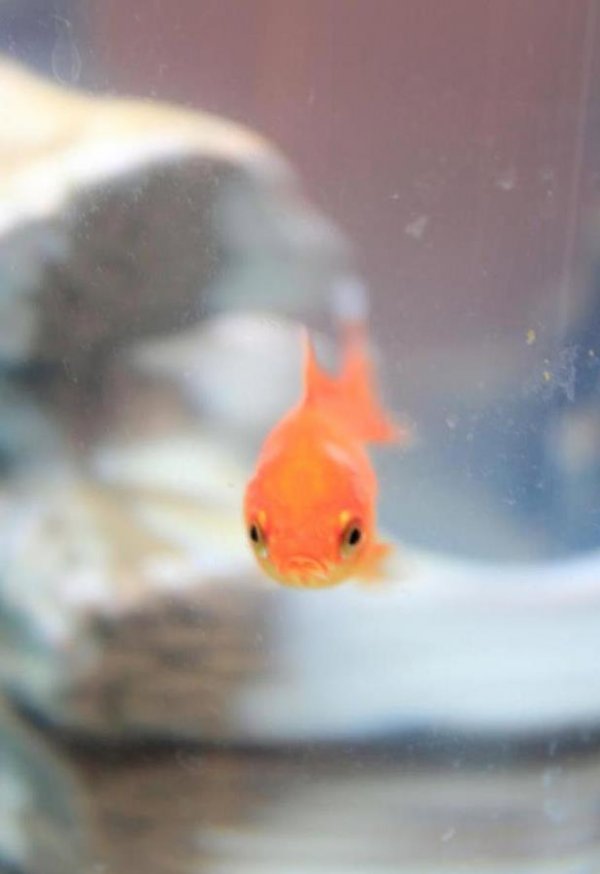 Grumpy Fish