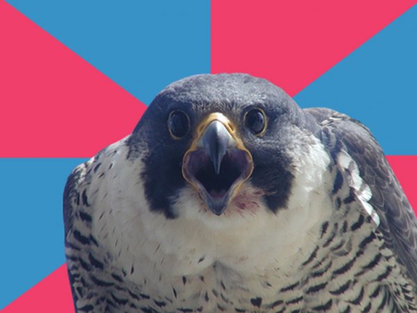 Millennial Falcon