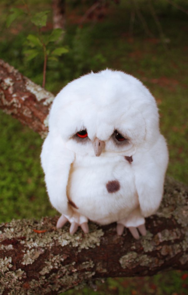 Sad Owl