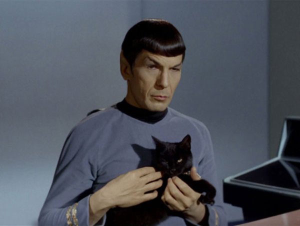 Spock and Cat Meme